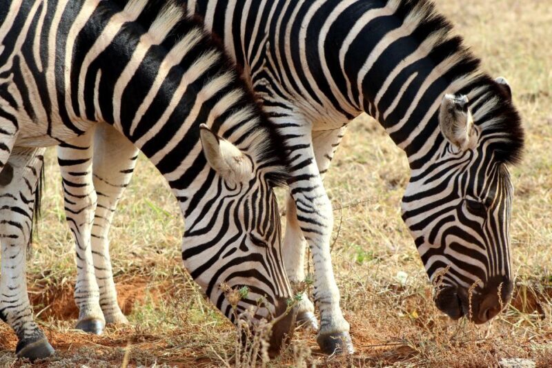 Addo Elephant National Park All Inclusive Full-Day Safari - The Sum Up