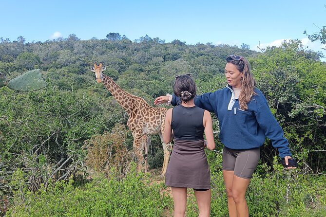 Addo Elephant National Park and Giraffe Walk Tracking Safari - Addo Elephant National Park and Giraffe Walk Tracking Safari: A Thorough Review