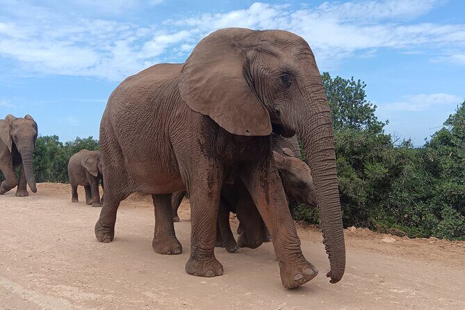 Addo Elephant National Park and Kragga Kamma Game Park Combo. - Introducing the Addo Elephant & Kragga Kamma Combo Tour