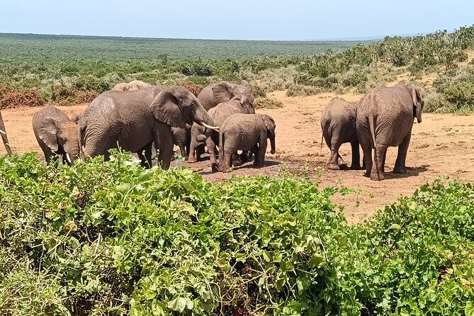 Addo Elephant National Park and Kragga Kamma Game Park Combo. - A Deep Dive into the Tour Experience