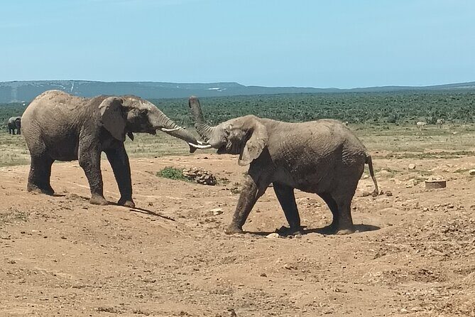 Addo Elephant National Park and Kragga Kamma Game Park Combo. - Final Reflection: Who Is This Tour Best For?