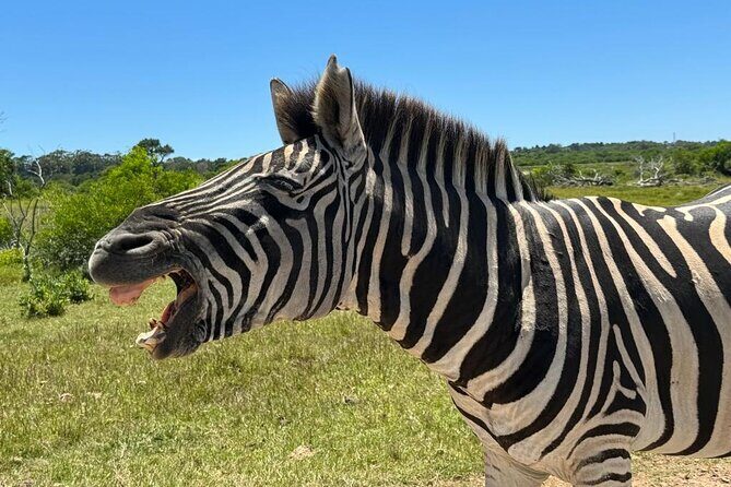 Addo Elephant National Park and Kragga Kamma Game Park Combo. - FAQ