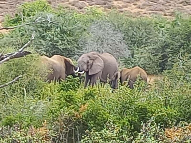 Addo elephant national park and shore excursion with lunch - Key Points