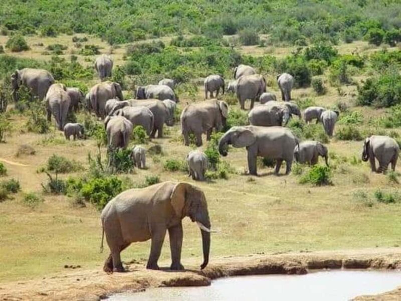 Addo elephant national park and shore excursion with lunch - The Itinerary in Detail
