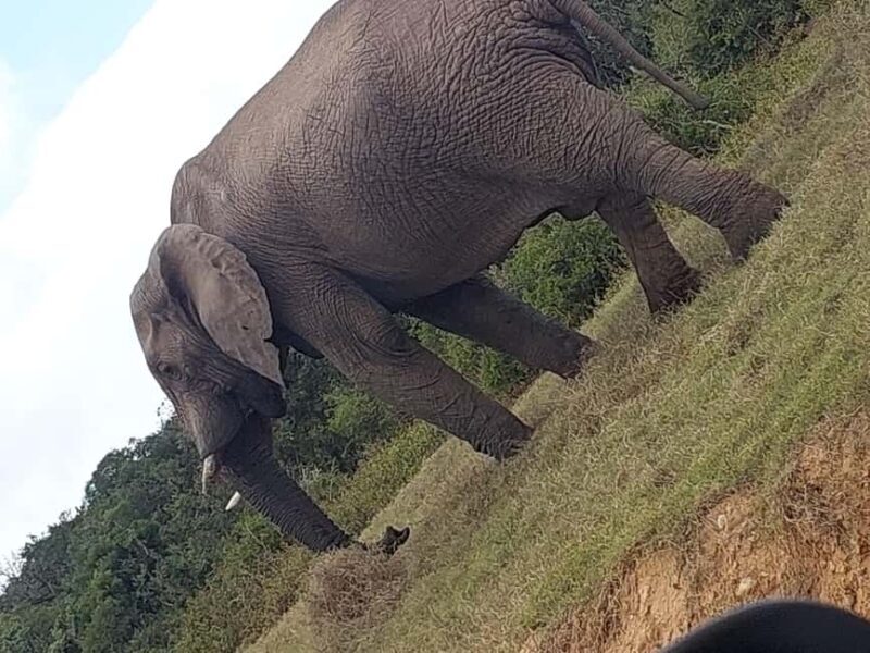 Addo elephant national park and shore excursion with lunch - Practical Details to Consider