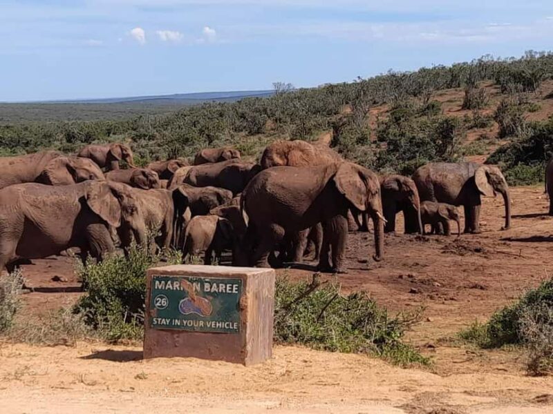 Addo elephant national park and shore excursion with lunch - Authentic Experiences and Traveler Feedback