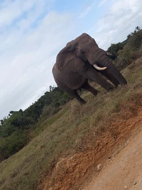 Addo elephant national park and shore excursion with lunch - Why This Tour Is Worth Considering