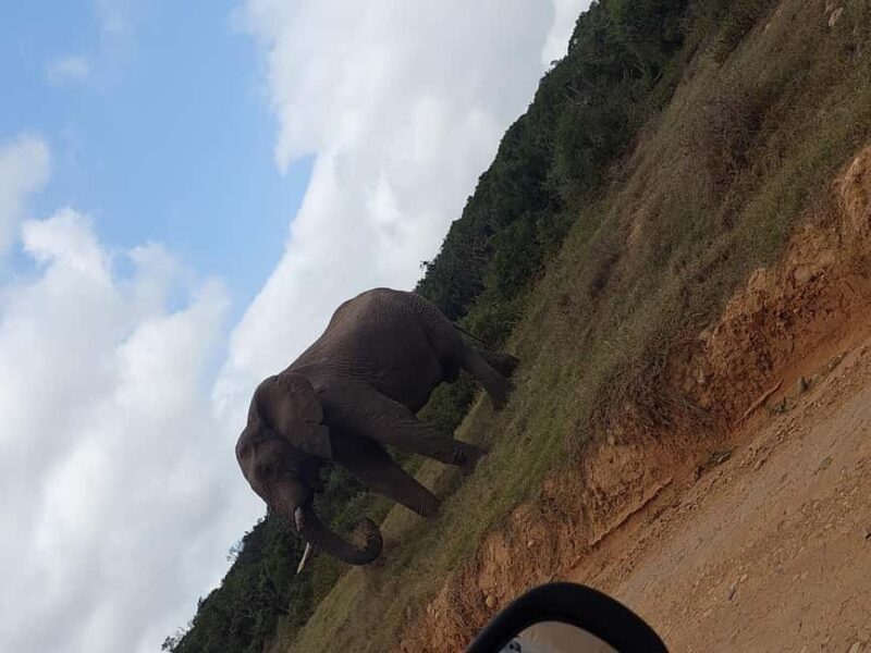 Addo elephant national park and shore excursion with lunch - FAQ