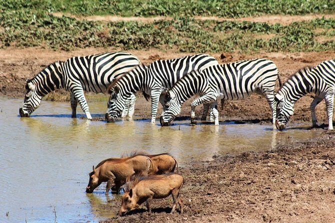 Addo Elephant National Park and Sunset River Cruise - FD04 - Final Thoughts: Is It Worth It?