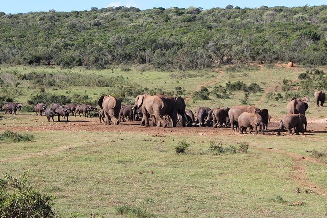 Addo Elephant National Park Day Tour from Port Elizabeth - An In-Depth Look at the Tour