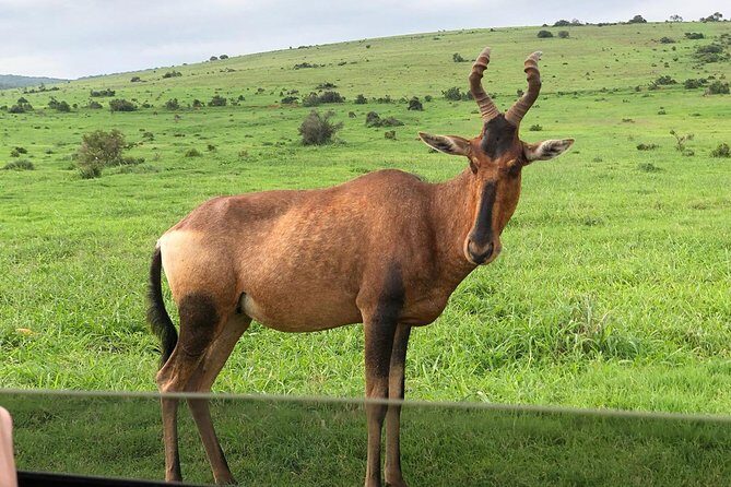 Addo Elephant National Park Day Tour from Port Elizabeth - FAQ