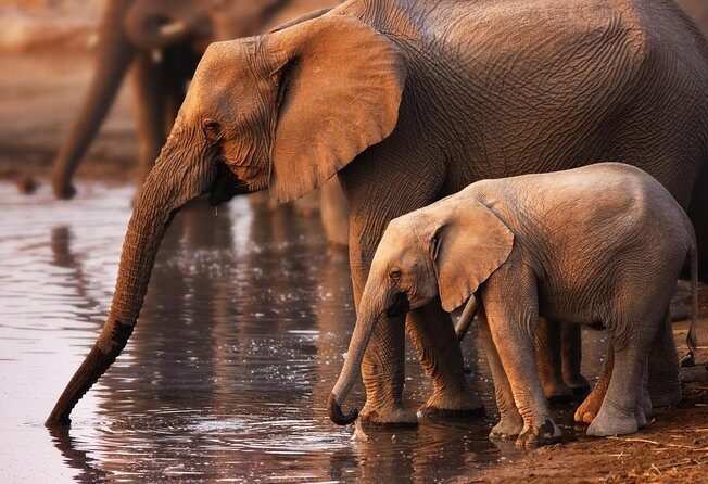 Addo Elephant National Park from Port Elizabeth - FD01 - Key Points