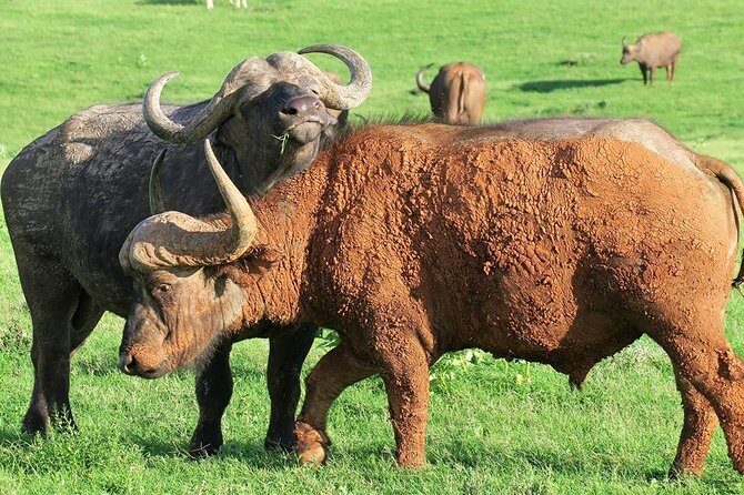 Addo Elephant National Park from Port Elizabeth - FD01 - An Authentic Safari Right from Port Elizabeth