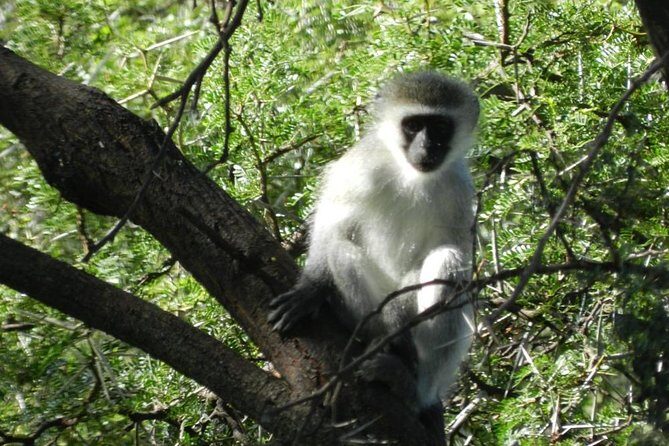 Addo Elephant National Park from Port Elizabeth - FD01 - FAQs