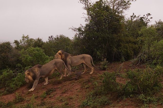 Addo Elephant National Park Full Day Safari - The Experience: What to Expect from Start to Finish