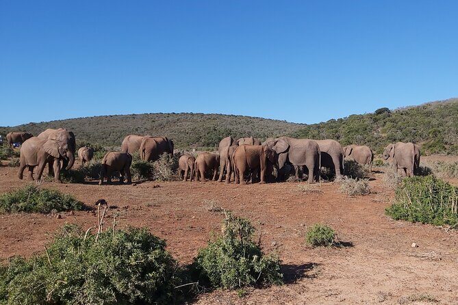 Addo Elephant National Park Full Day Safari - The Value and Practicalities: Is It Worth It?