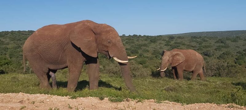 Addo Elephant National Park Full Day Safari with Braai Lunch - A Detailed Look at the Safari Experience