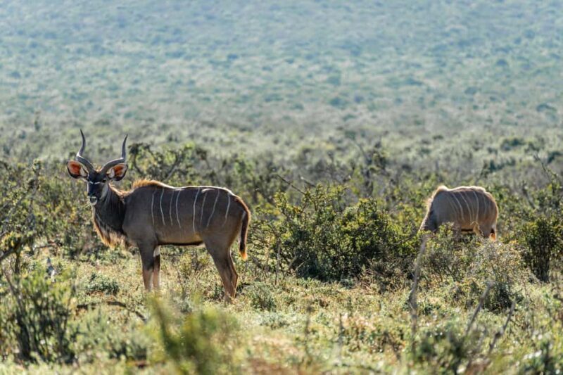 Addo Elephant National Park Full Day Safari with Braai Lunch - FAQ