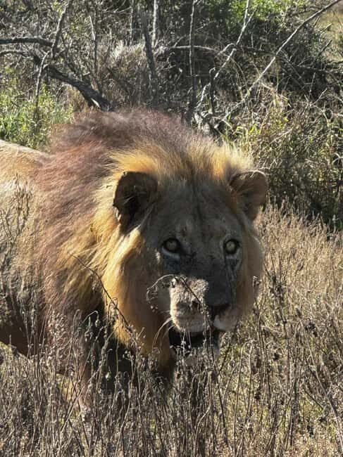 Addo Elephant National Park: Full-Day Safari with Lunch - What to Expect on the Day