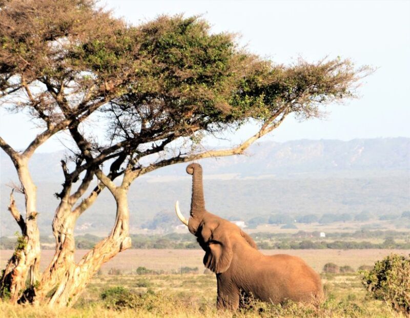 Addo Elephant National Park: Guided Half-Day Safari - Key Points
