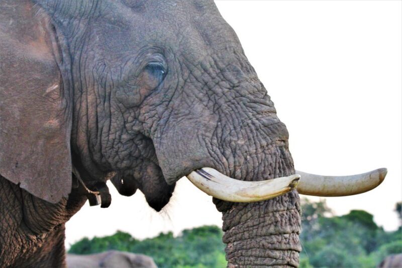 Addo Elephant National Park: Guided Half-Day Safari - The Sum Up