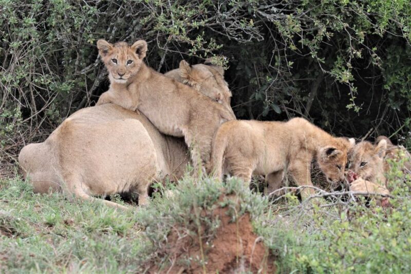 Addo Elephant National Park: Guided Half-Day Safari - FAQ