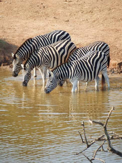 Addo Elephant National Park: Guided Safari Tour - Key Points
