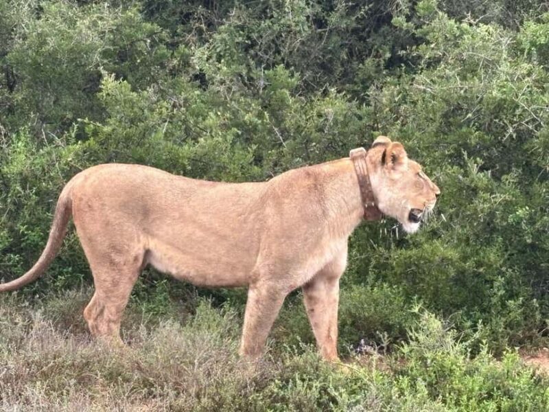 : Addo Elephant National Park Safari Half Day - Key Points
