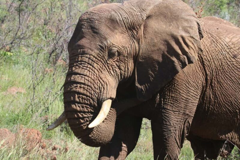 : Addo Elephant National Park Safari Half Day - Final Thoughts: Is It Worth It?