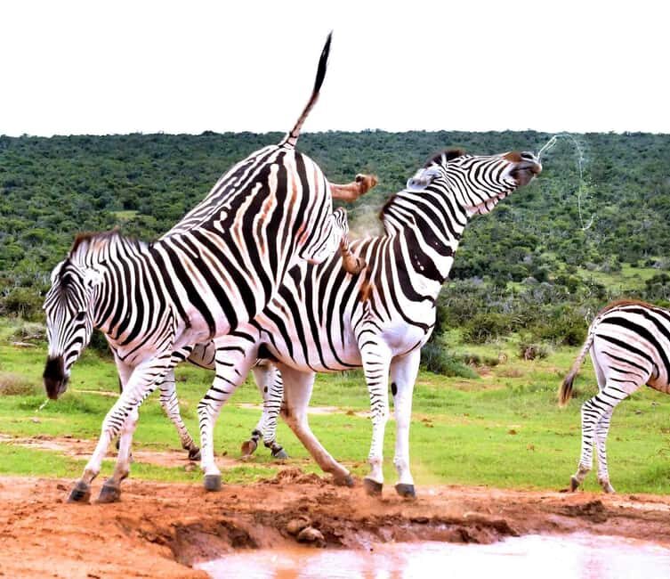 : Addo Elephant National Park Safari Half Day - FAQ