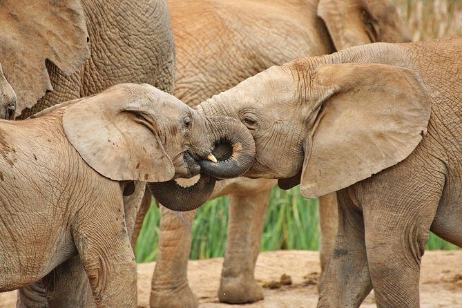 Addo Elephant National Park Tour - Full day of Wildlife Wonders - Introduction: Why Addo Elephant National Park?