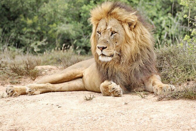 Addo Elephant National Park Tour - Full day of Wildlife Wonders - The Day in Detail: What to Expect