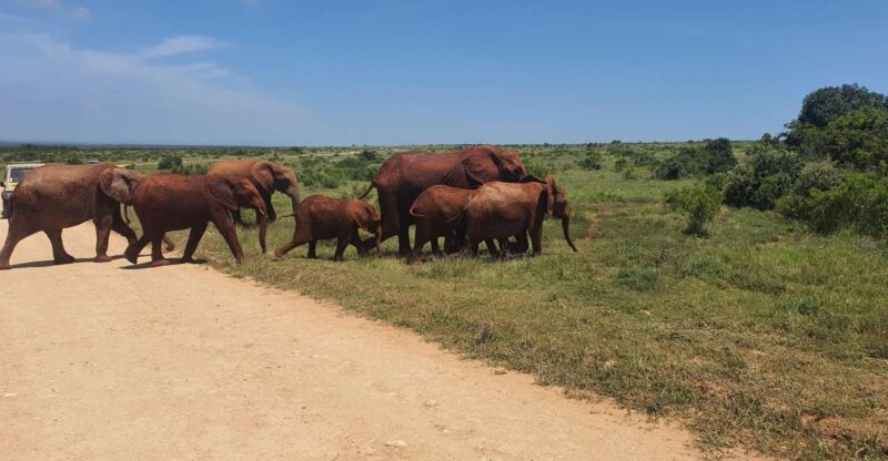 Addo Elephant National Park Tour - Key Points