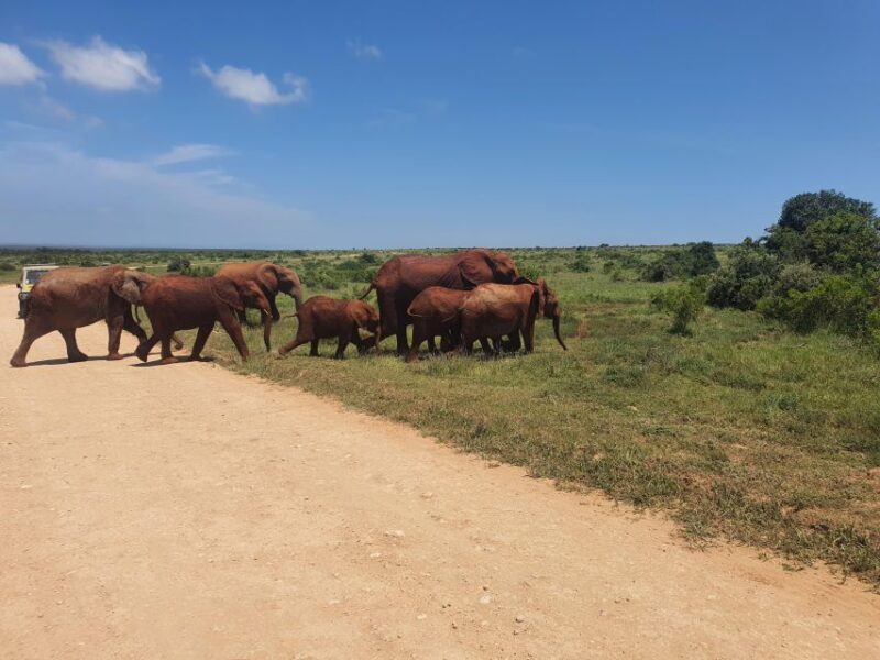 Addo Elephant National Park Tour - A Practical Guide to the Addo Elephant National Park Tour