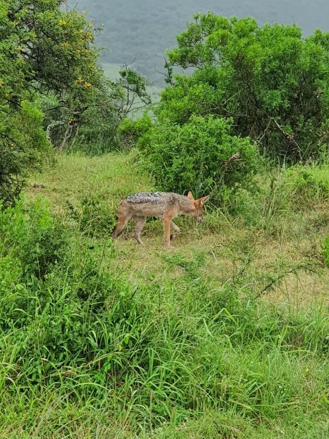 Addo Elephant National Park Tour - Final Thoughts