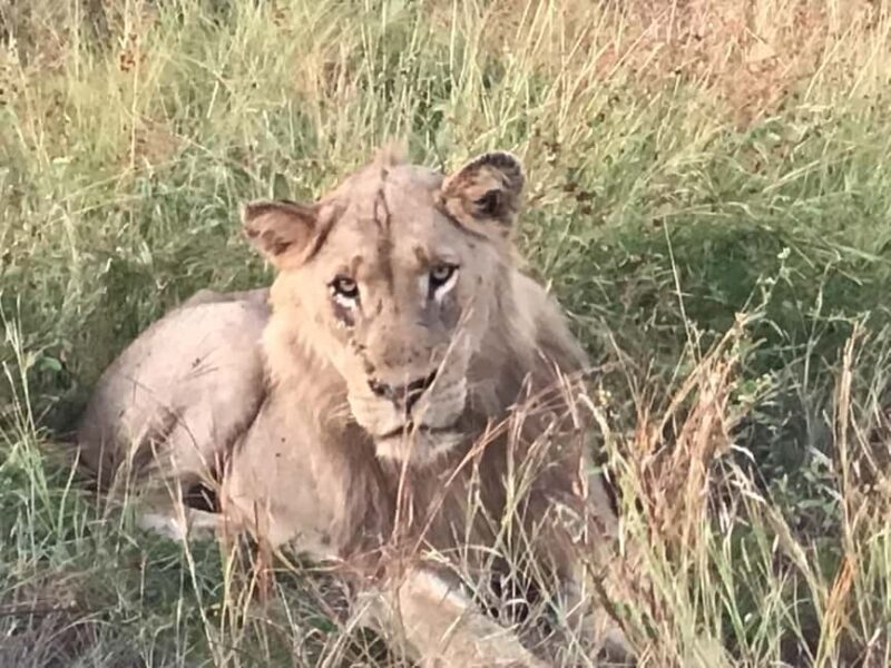 Addo Elephant National Park Tour with Boat Cruise - An In-Depth Look at the Tour