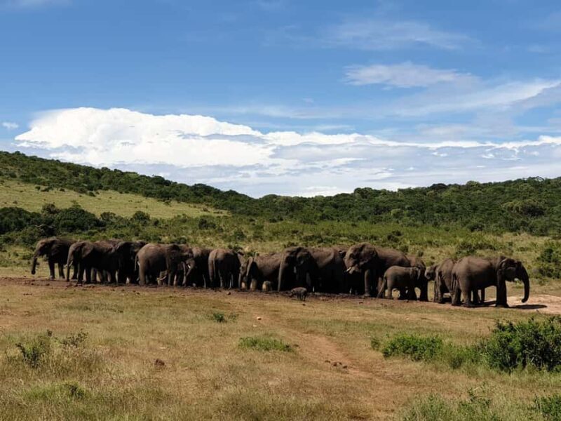 Addo Elephant National Park Tour with Boat Cruise - Final Thoughts