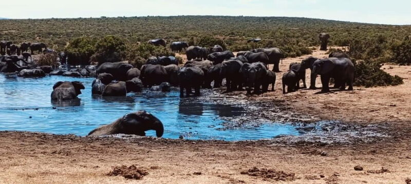 Addo Elephant National Park Tour with Boat Cruise - FAQs