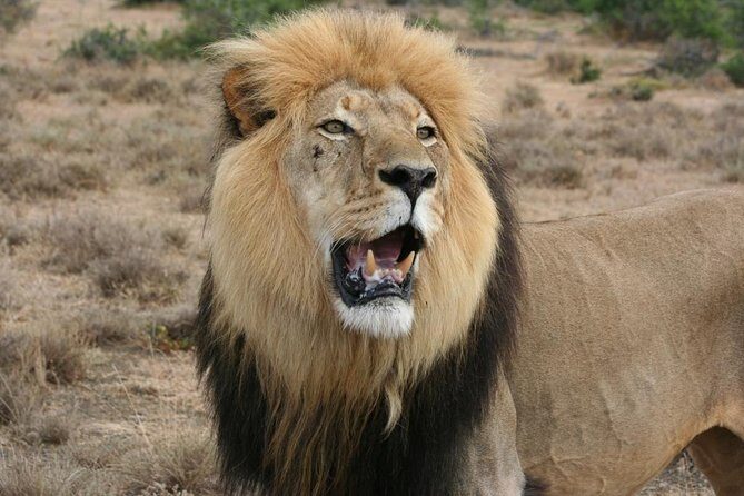Addo Elephant National Park Tours from Port Elizabeth - Key Points