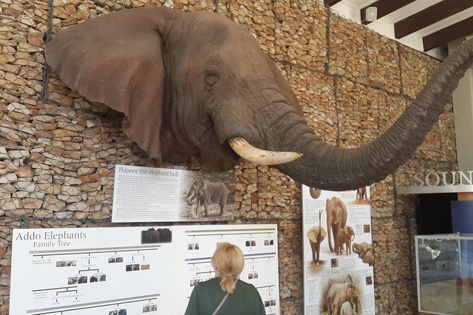 Addo Elephant National Park Tours from Port Elizabeth - The Safari Itinerary: What You’ll See and Do
