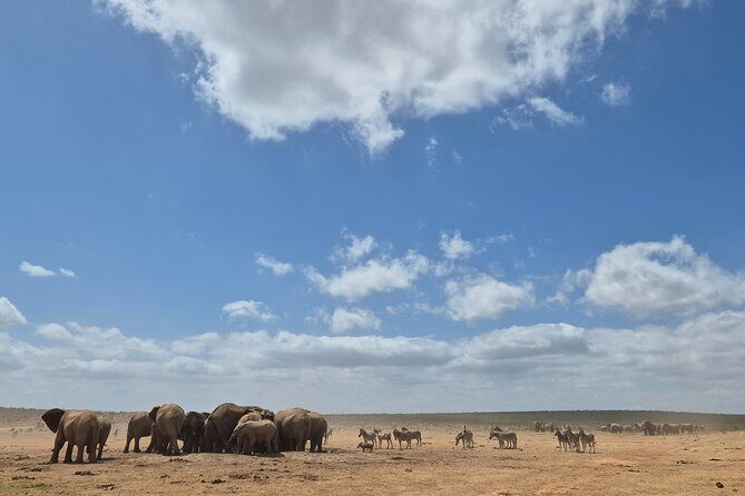 Addo Elephant National Park Tours from Port Elizabeth - Transport and Comfort