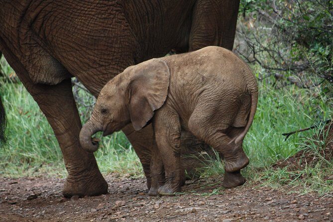 Addo Elephant National Park Tours from Port Elizabeth - Reviews: Authentic Voices