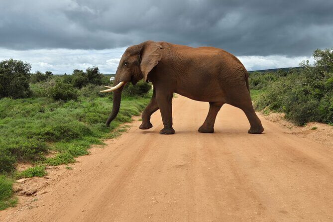 Addo Elephant National Park Tours from Port Elizabeth - The Value Proposition