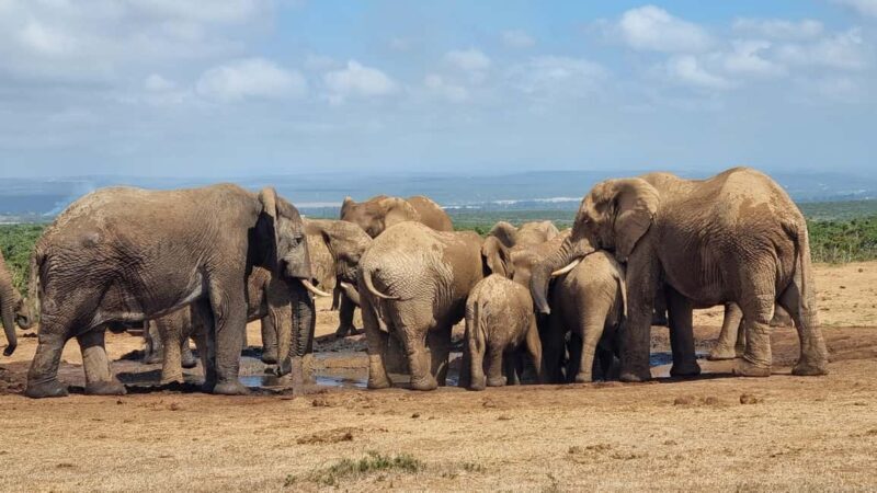 Addo Elephant Park and Giraffe Walk Private Full Day Safari - The Itinerary in Detail