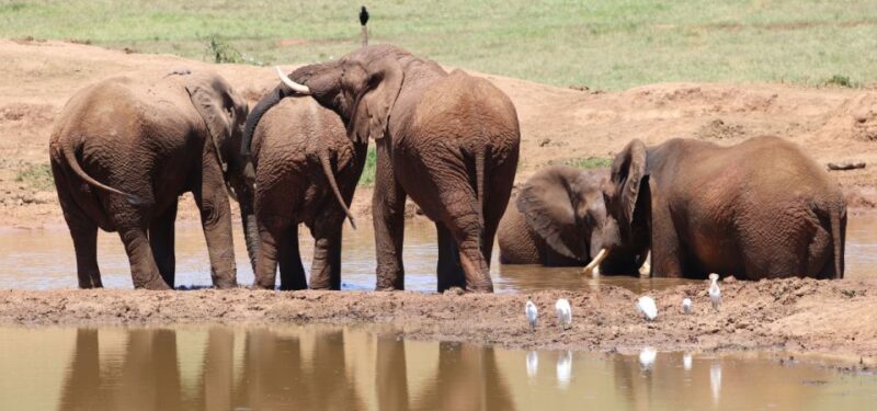 Addo Elephant Park and Giraffe Walk Private Full Day Safari - Transportation & Group Size