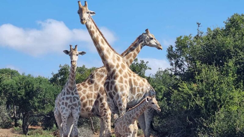 Addo Elephant Park and Giraffe Walk Private Full Day Safari - The Sum Up