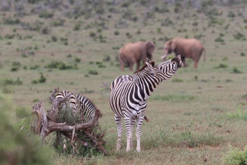 Addo Elephant Park and Giraffe Walk Private Full Day Safari - FAQs
