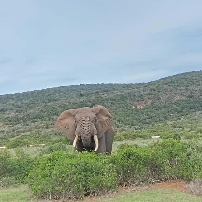 Addo Elephant Park and Kragga Kamma Game Park Combo - A Day in the Life: What to Expect on This Tour
