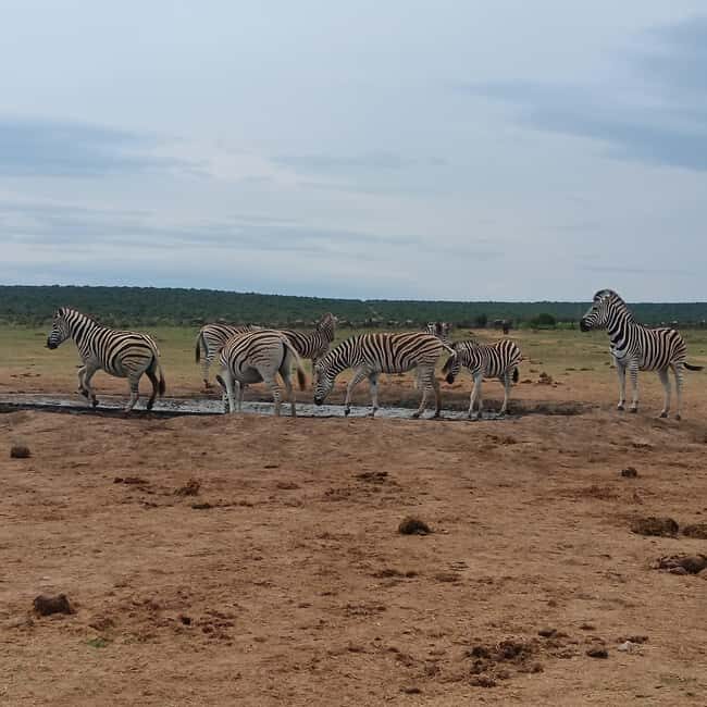 Addo Elephant Park and Kragga Kamma Game Park Combo - Considerations & Tips for Travelers