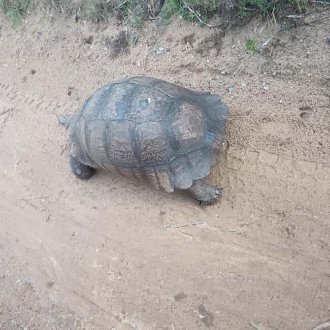 Addo Elephant Park and Kragga Kamma Game Park Combo - In The Sum Up